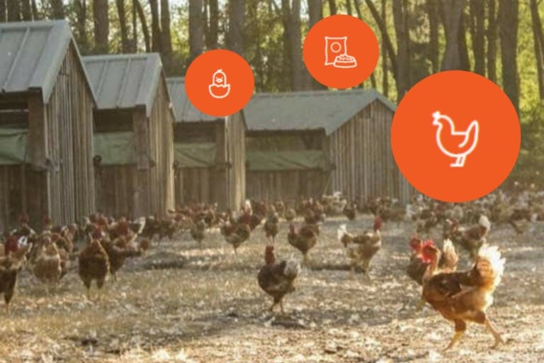 Maïsadour will lend a helping hand to the French chicken sector to better meet the rising demand, curb the high level of imports, and comply with the stricter requirements that society imposes on the industry. Photos: Maïsadour.