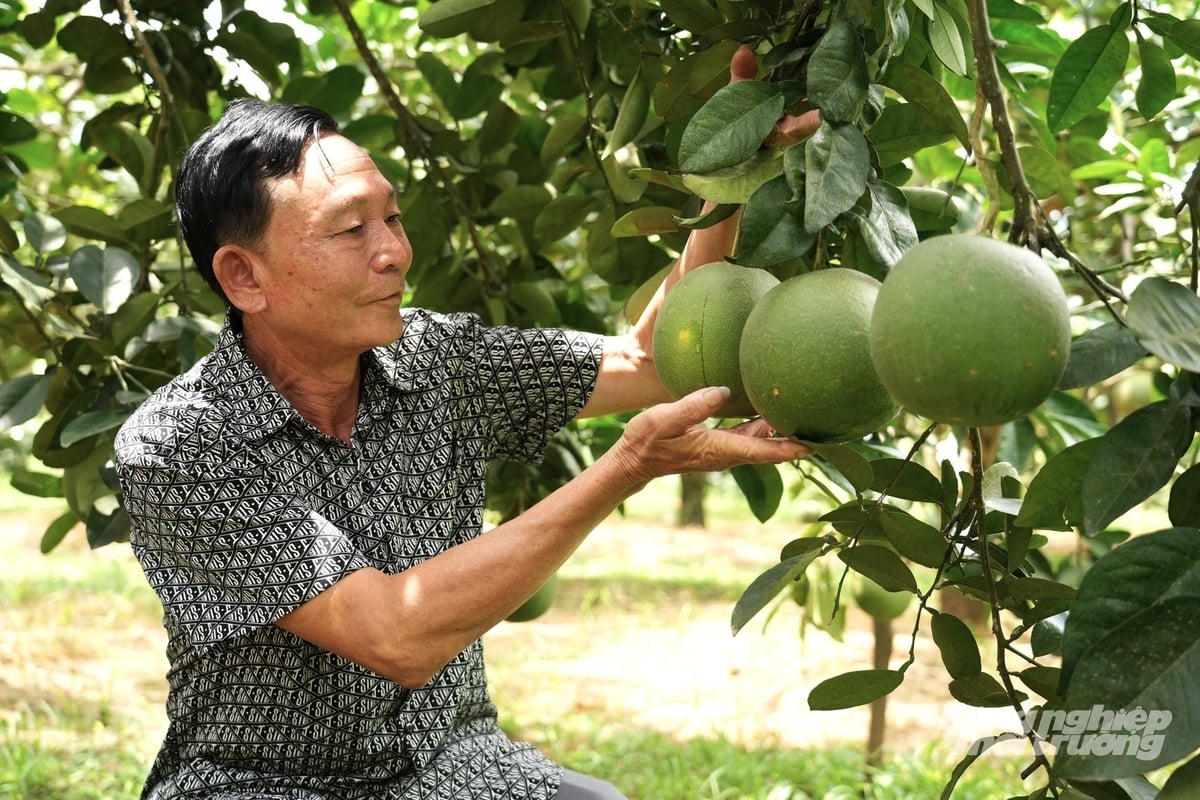 Vườn bưởi của gia đình ông Vũ Gia Biên, sau khi trừ các chi phí, mỗi năm cho thu nhập khoảng hơn 200 triệu đồng. Ảnh: An Khang. Vườn bưởi của gia đình ông Vũ Gia Biên, sau khi trừ các chi phí, mỗi năm cho thu nhập khoảng hơn 200 triệu đồng. Ảnh: An Khang.