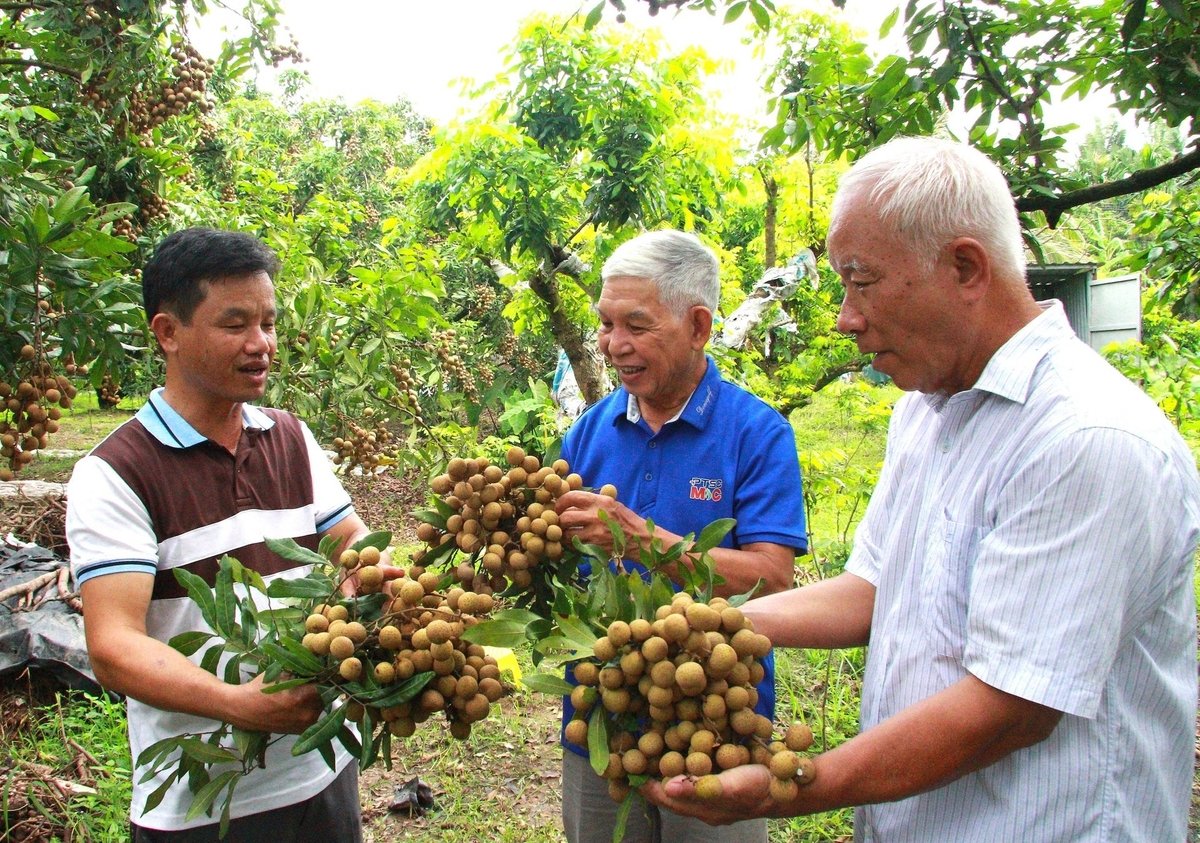 Năm nay nhãn Hưng Yên được mùa lớn. Ảnh: Tiến Trung. Năm nay nhãn Hưng Yên được mùa lớn. Ảnh: Tiến Trung.