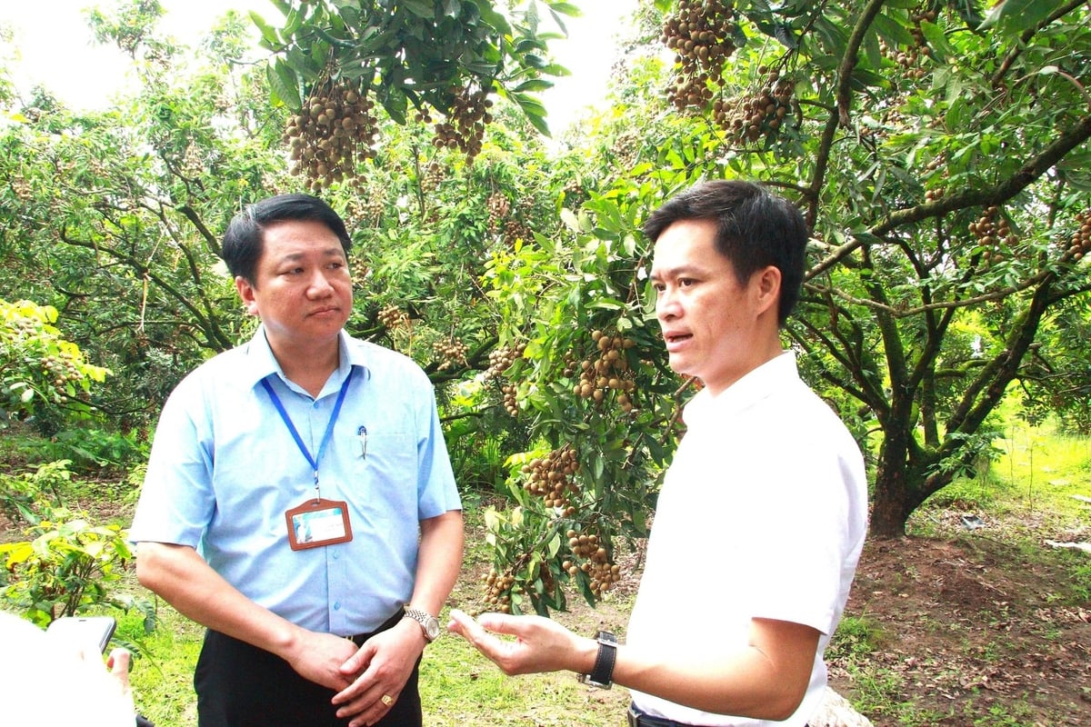 Ông Trương Quốc Trân - Chủ tịch UBND xã Tân Hưng (trái) cho biết, người dân và các hợp tác xã của Tân Hưng đã chủ động tìm kiếm thị trường, mở rộng sản xuất nhãn theo tiêu chuẩn VietGAP và OCOP. Ảnh: Tiến Trung. Ông Trương Quốc Trân - Chủ tịch UBND xã Tân Hưng (trái) cho biết, người dân và các hợp tác xã của Tân Hưng đã chủ động tìm kiếm thị trường, mở rộng sản xuất nhãn theo tiêu chuẩn VietGAP và OCOP. Ảnh: Tiến Trung.
