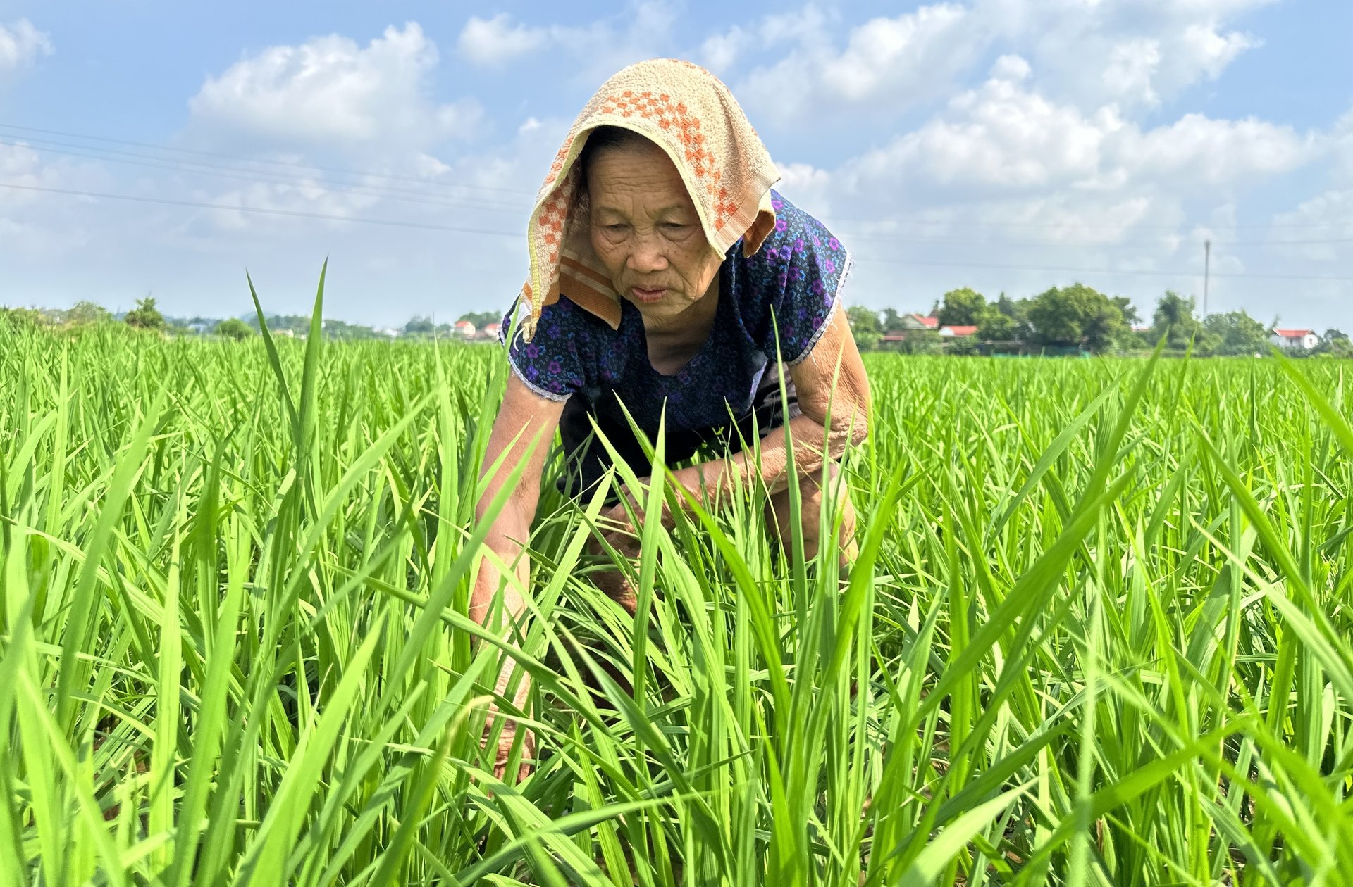 Bà Tạ Thị Vườn kiểm tra tình hình sâu bệnh hại. Ảnh: Quang Linh. Bà Tạ Thị Vườn kiểm tra tình hình sâu bệnh hại. Ảnh: Quang Linh.