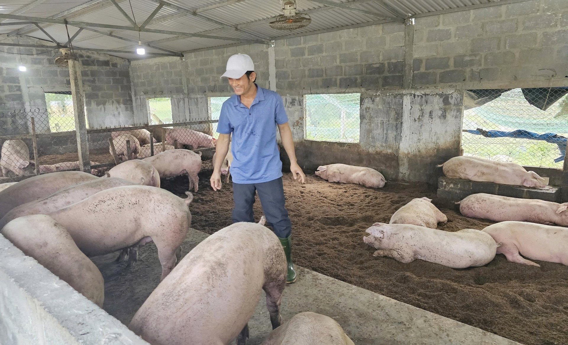 Để có điều kiện tái đàn và thực hiện chăn nuôi an toàn dịch bệnh, người nông dân cần có sự hỗ trợ từ Nhà nước. Ảnh: T. Phùng. Để có điều kiện tái đàn và thực hiện chăn nuôi an toàn dịch bệnh, người nông dân cần có sự hỗ trợ từ Nhà nước. Ảnh: T. Phùng.