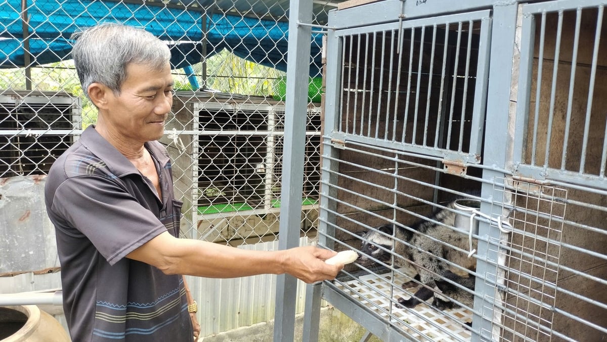 Ông Nguyễn Văn Tám đang sở hữu trang trại chồn hương hơn 100 con, mỗi năm có thu nhập trên 100 triệu đồng. Ảnh: Minh Đảm. Ông Nguyễn Văn Tám đang sở hữu trang trại chồn hương hơn 100 con, mỗi năm có thu nhập trên 100 triệu đồng. Ảnh: Minh Đảm.