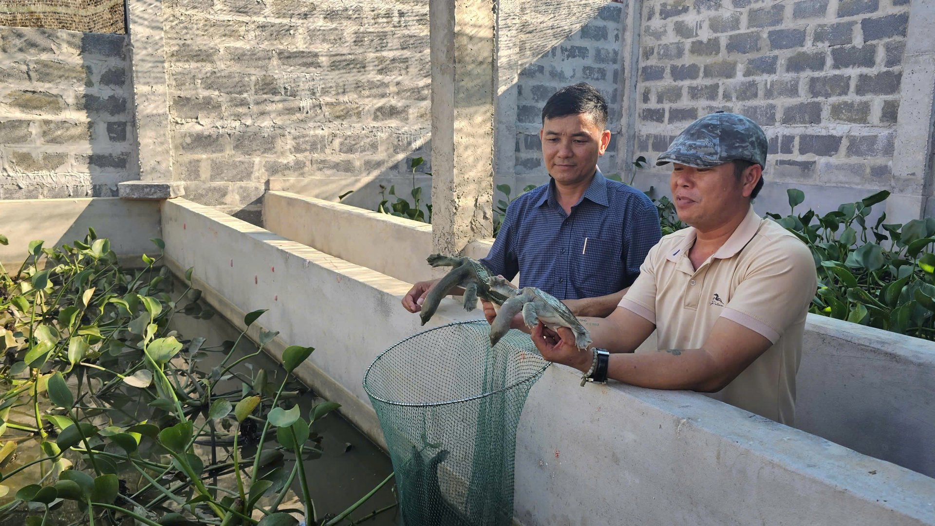 Ba ba sau 6 tháng nuôi đã cho trọng lượng trung bình 0,7 kg/con. Ảnh: T. Phùng. Ba ba sau 6 tháng nuôi đã cho trọng lượng trung bình 0,7 kg/con. Ảnh: T. Phùng.