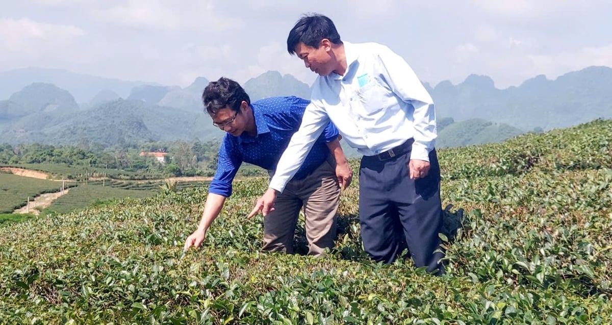 Việc cổ phần hóa của Công ty TNHH MTV Đầu tư phát triển chè Nghệ An cũng chưa thực hiện xong công tác quyết toán trong quá trình cổ phần hóa. Ảnh: Đình Tiệp.