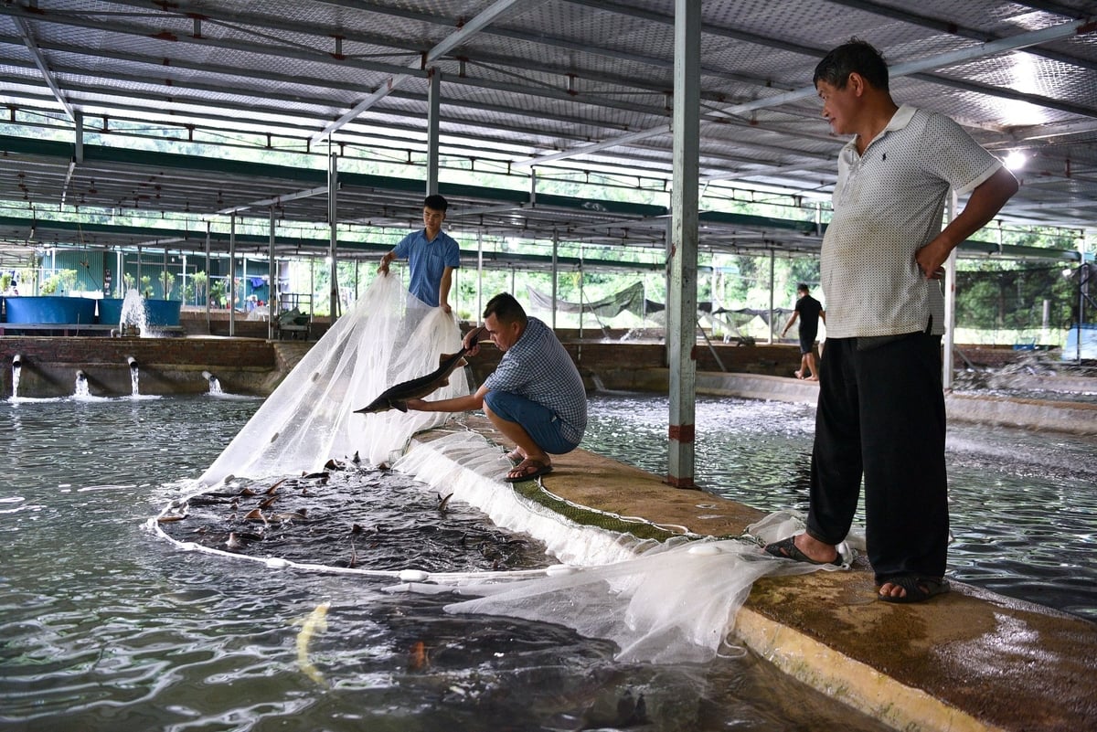 Vây lưới thu hoạch cá tầm ở trang trại của anh Lắm. Ảnh: Dương Đình Tường.