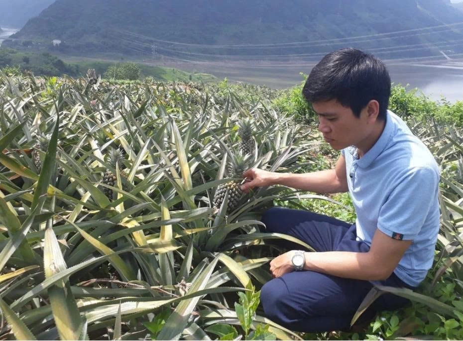 Chuyển đổi từ canh tác cây lương thực sang trồng dứa cao sản có năng suất cao hơn. Ảnh: Hoàng Châu. Chuyển đổi từ canh tác cây lương thực sang trồng dứa cao sản có năng suất cao hơn. Ảnh: Hoàng Châu.