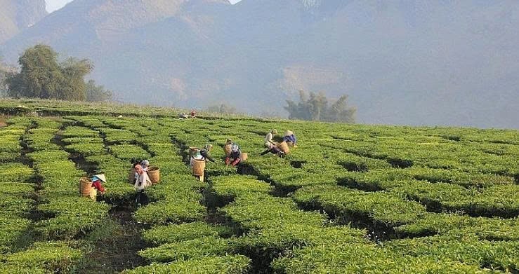 Chè là một trong những thế mạnh phát triển nông nghiệp của tỉnh Lai Châu. Ảnh: Hoàng Châu. Chè là một trong những thế mạnh phát triển nông nghiệp của tỉnh Lai Châu. Ảnh: Hoàng Châu.