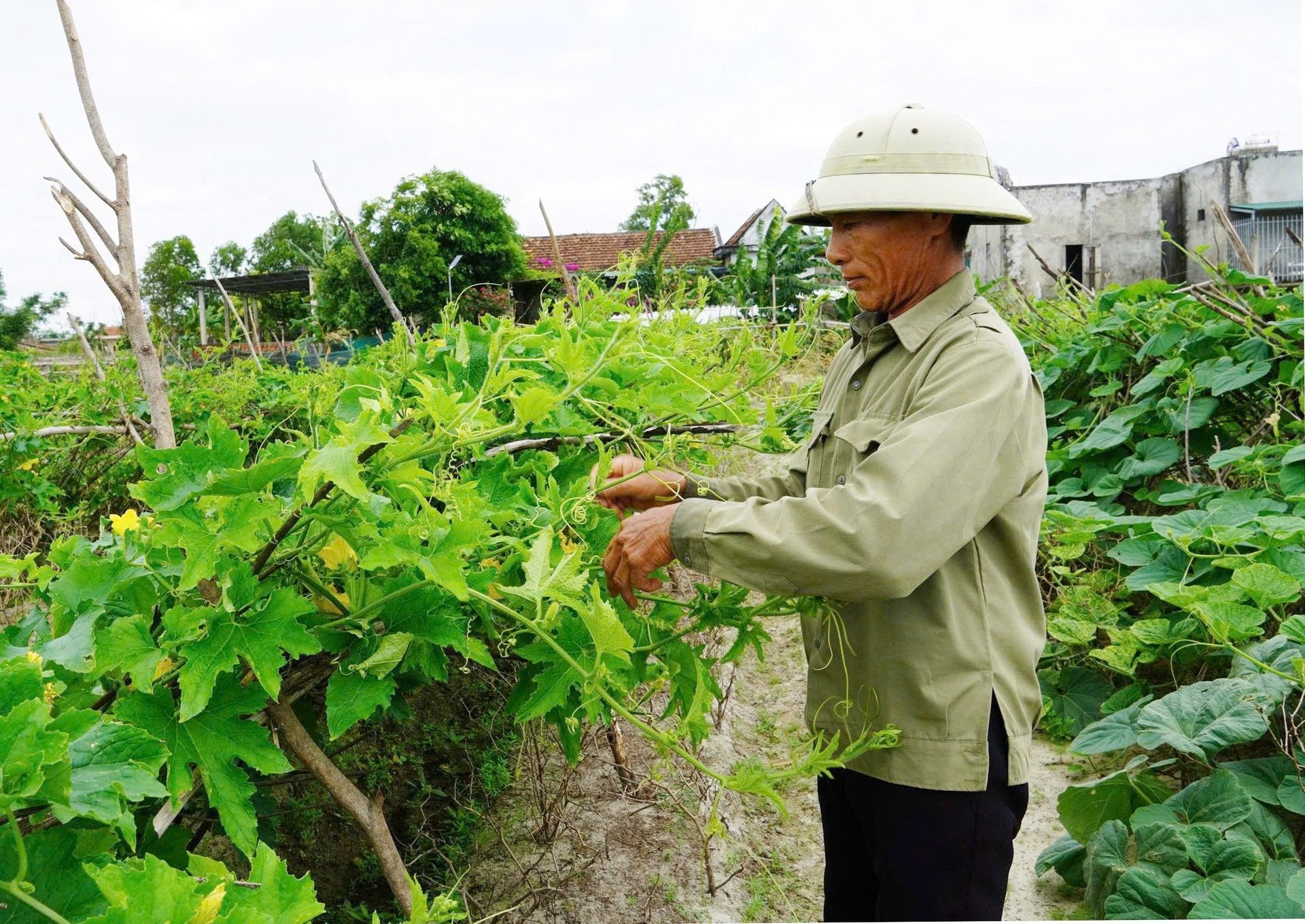 Vườn mẫu canh tác theo hướng hữu cơ của gia đình ông Trăm luôn tươi tốt. Ảnh: T. Phùng.