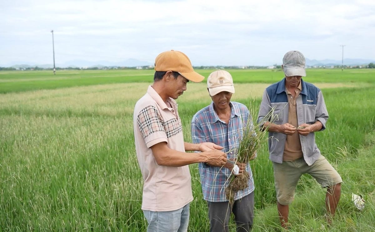 Ngành nông nghiệp TP Huế đang quyết liệt chỉ đạo UBND các xã, phường và các cơ quan chuyên môn khẩn trương triển khai các biện pháp phòng trừ sâu bệnh hại lúa hè thu. Ảnh: Văn Dinh.