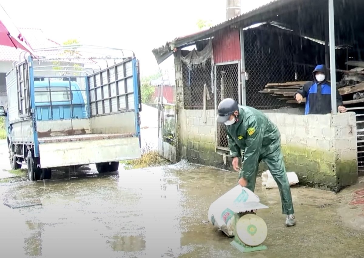 Các hộ dân vùng cao báo dịch để mang lợn đi tiêu hủy. Ảnh: H.Đ.