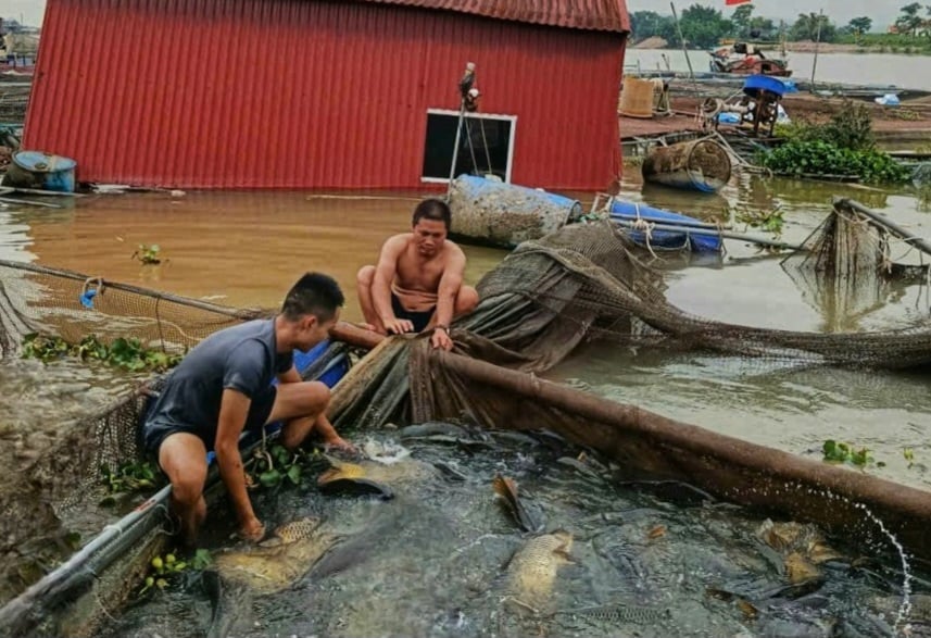 Người dân hỗ trợ gia đình ông Tưởng bắt cá sau khi lồng bè bị tàu đâm. Ảnh: Đinh Mười.