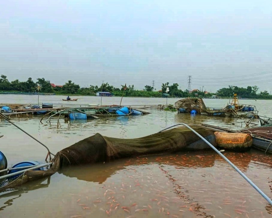 Lồng bè nuôi cá của gia đình ông Trần Văn Tưởng bị tàu chở hàng đâm làm hư hỏng nặng. Ảnh: Đinh Mười.