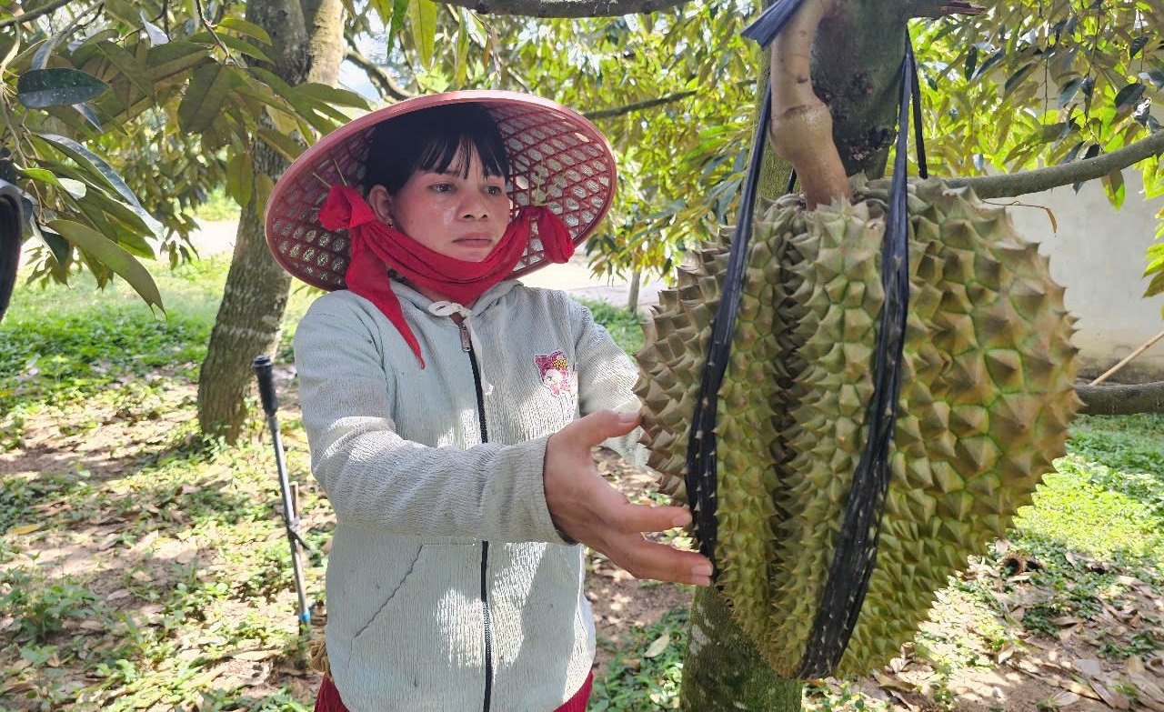 Gia đình chị Mấu Thị Quynh đã thoát nghèo nhờ phát triển cây sầu riêng. Ảnh: Kim Sơ. Gia đình chị Mấu Thị Quynh đã thoát nghèo nhờ phát triển cây sầu riêng. Ảnh: Kim Sơ.