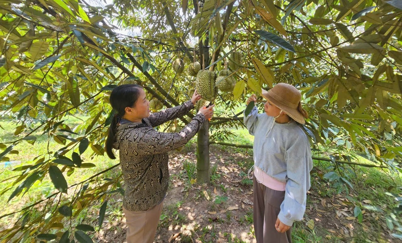 Bà con đồng bào dân tộc thiểu số được hướng dẫn kỹ thuật để phát triển cây trồng chủ lực, hiệu quả. Ảnh: Kim Sơ. Bà con đồng bào dân tộc thiểu số được hướng dẫn kỹ thuật để phát triển cây trồng chủ lực, hiệu quả. Ảnh: Kim Sơ.