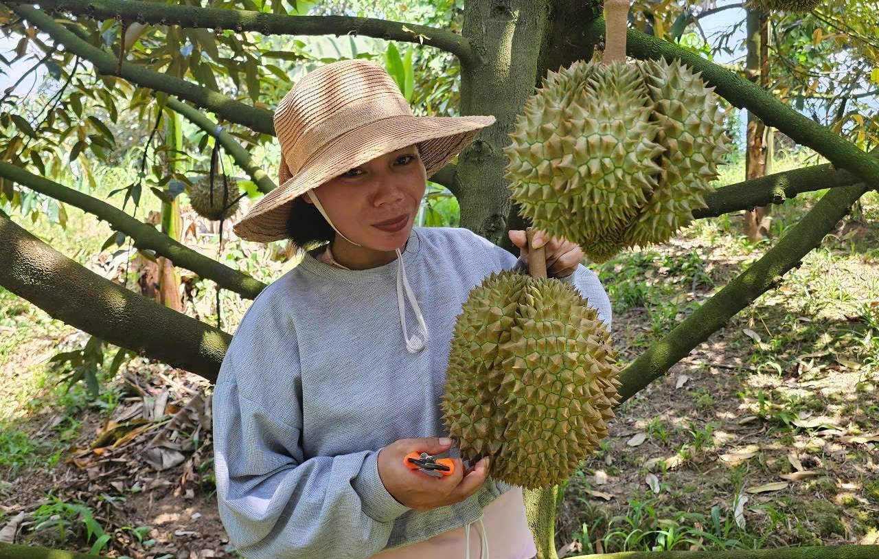Xã Khánh Sơn hướng dẫn bà con đồng bào dân tộc thiểu số phát triển cây sầu riêng. Ảnh: Kim Sơ. Xã Khánh Sơn hướng dẫn bà con đồng bào dân tộc thiểu số phát triển cây sầu riêng. Ảnh: Kim Sơ.