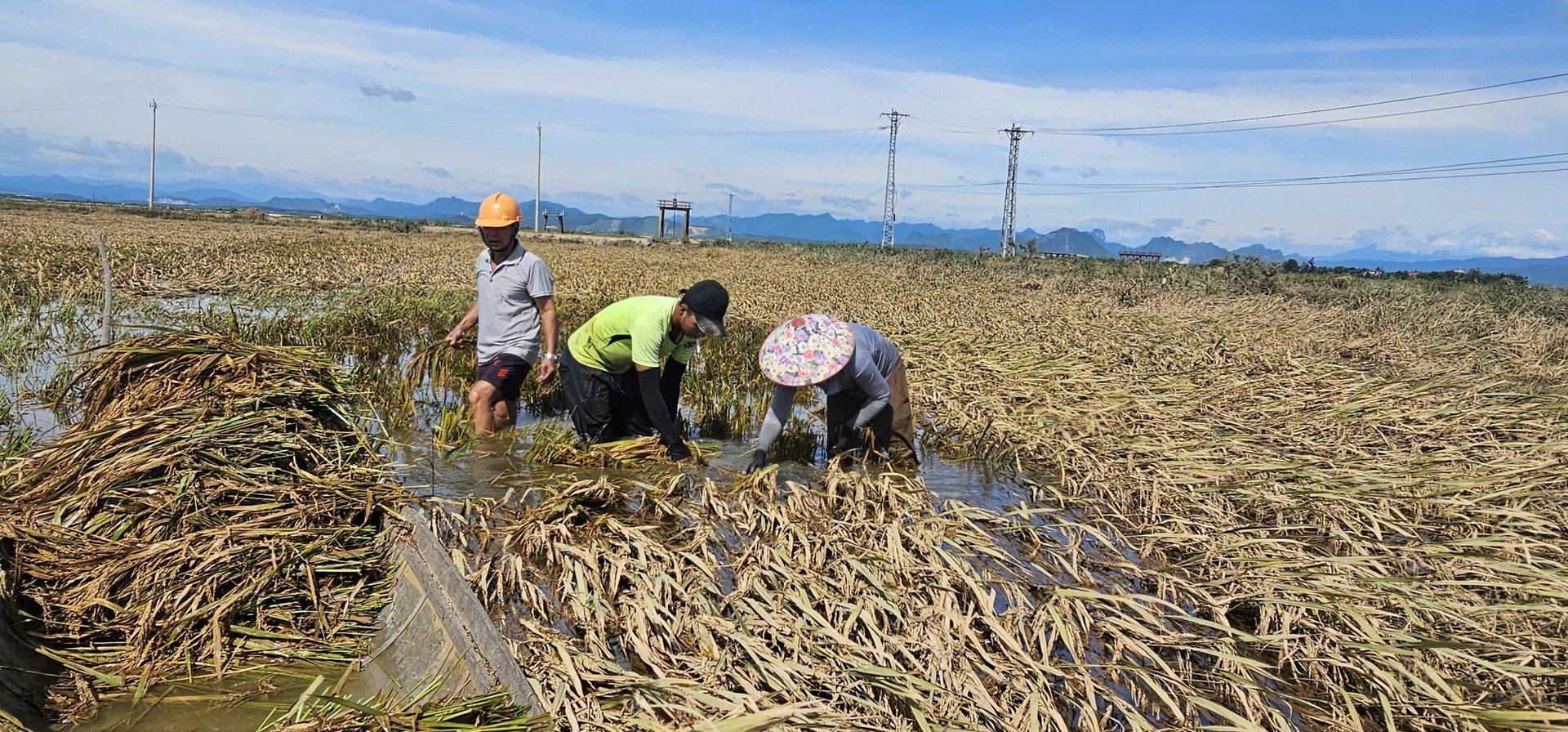 Cánh đồng lúa kỳ thu hoạch của bà con thôn Bắc Ngũ bị lũ nhấn chìm, lên mầm và bị chua thối. Ảnh: T. Phùng. Cánh đồng lúa kỳ thu hoạch của bà con thôn Bắc Ngũ bị lũ nhấn chìm, lên mầm và bị chua thối. Ảnh: T. Phùng.
