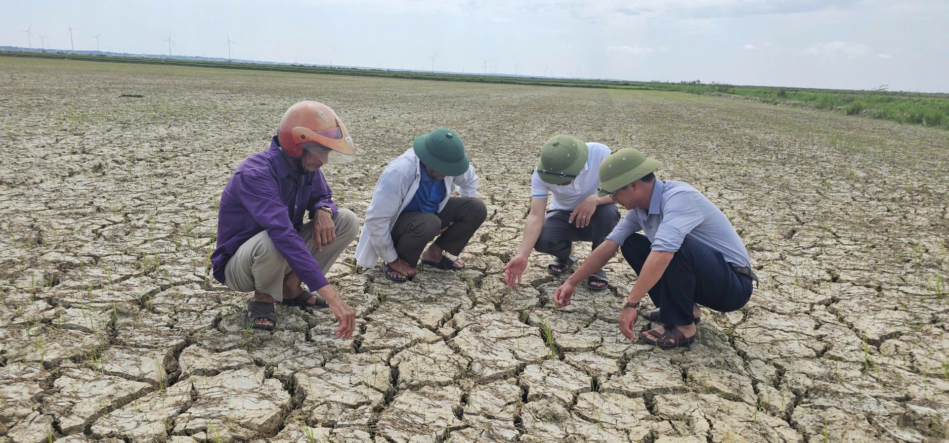 Sau khi lũ rút, cánh đồng Hoành Vinh lúa chết trắng và bỏ hoang trong vụ hè thu 2025. Ảnh: T. Phùng. Sau khi lũ rút, cánh đồng Hoành Vinh lúa chết trắng và bỏ hoang trong vụ hè thu 2025. Ảnh: T. Phùng.