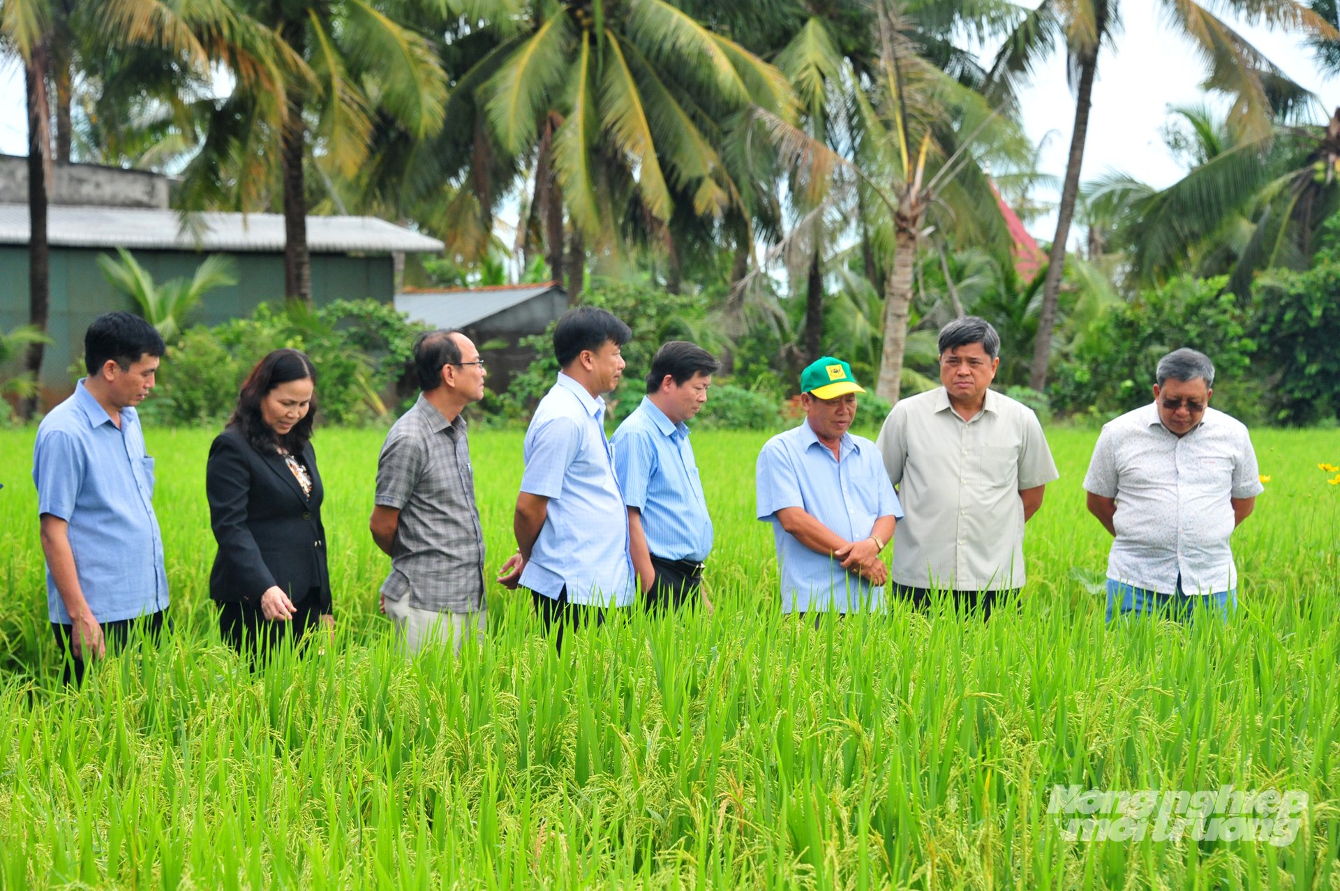 Lãnh đạo Bộ Nông nghiệp và Môi trường cùng UBND tỉnh Đồng Tháp và ngành nông nghiệp tỉnh Đồng Tháp tham quan mô hình canh tác lúa chất lượng cao, phát thải thấp tại xã Tháp Mười. Ảnh: Lê Hoàng Vũ.