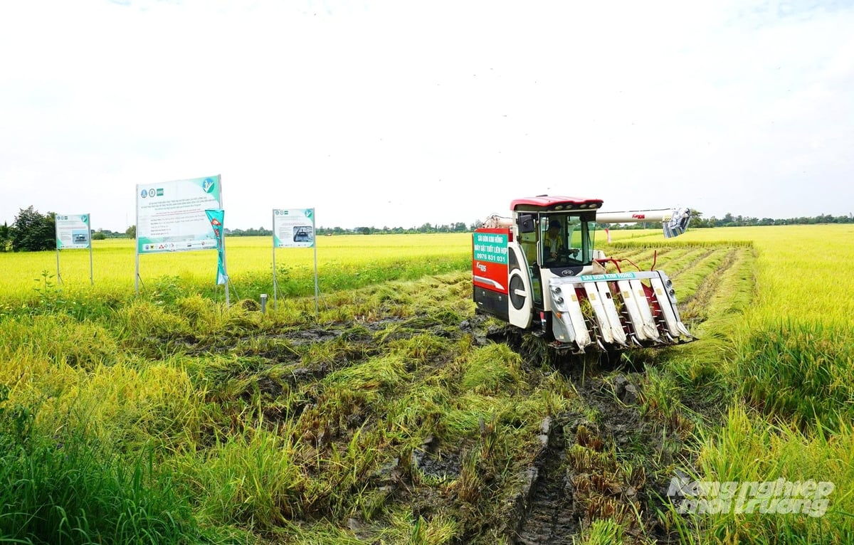 Thu hoạch lúa bằng máy gặt đập liên hợp tại mô hình canh tác lúa chất lượng cao, phát thải thấp ở xã Tháp Mười. Ảnh: Lê Hoàng Vũ.
