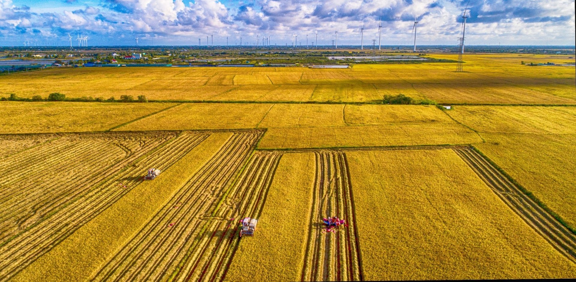 The 'super raw material zone' – 1 million hectares of high-quality, low-emission rice in the Mekong Delta – is being effectively implemented. Photo: Hong Tham.