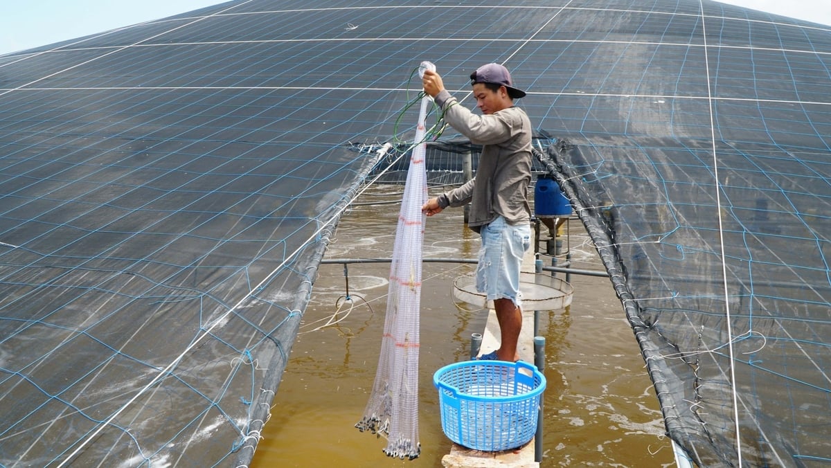 Thời tiết cực đoan khiến người nuôi tôm tại khu vực Bà Rịa - Vũng Tàu chịu nhiều tổn thất, kể cả với những hợp tác xã có nhiều năm kinh nghiệm. Ảnh: Lê Bình. Thời tiết cực đoan khiến người nuôi tôm tại khu vực Bà Rịa - Vũng Tàu chịu nhiều tổn thất, kể cả với những hợp tác xã có nhiều năm kinh nghiệm. Ảnh: Lê Bình.
