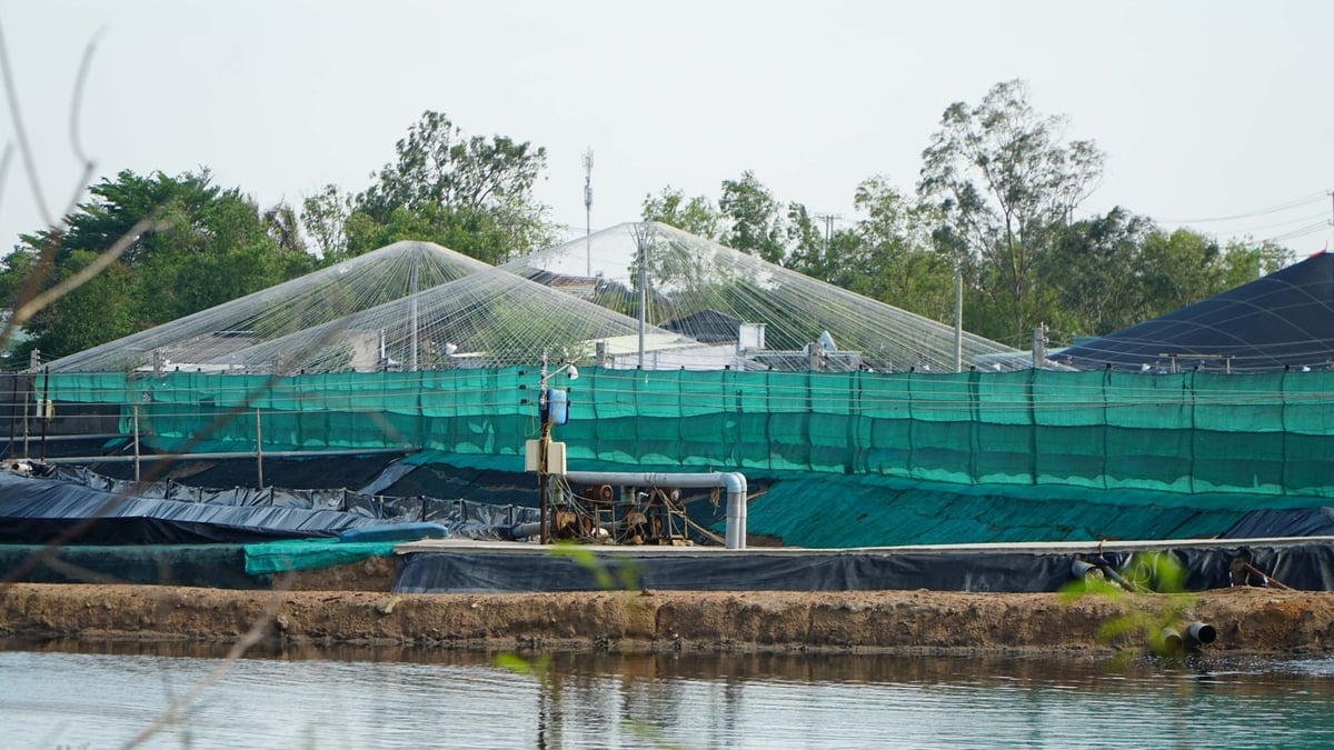Các doanh nghiệp và hợp tác xã, cá nhân nuôi trồng thủy sản được khuyến cáo tăng cường đầu tư công nghệ để bảo đảm sức khỏe vật nuôi trong bối cảnh thời tiết ngày càng khó đoán. Ảnh: Lê Bình. Các doanh nghiệp và hợp tác xã, cá nhân nuôi trồng thủy sản được khuyến cáo tăng cường đầu tư công nghệ để bảo đảm sức khỏe vật nuôi trong bối cảnh thời tiết ngày càng khó đoán. Ảnh: Lê Bình.