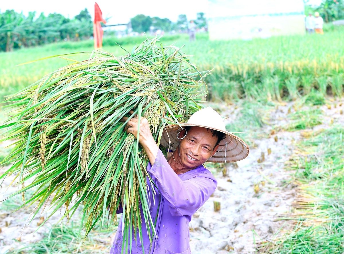 Thu hoạch lúa tại Ngày hội lúa rươi hữu cơ Tứ Kỳ năm 2024 ở Hải Dương (nay là Hải Phòng). Ảnh: Báo Hải Dương. Thu hoạch lúa tại Ngày hội lúa rươi hữu cơ Tứ Kỳ năm 2024 ở Hải Dương (nay là Hải Phòng). Ảnh: Báo Hải Dương.
