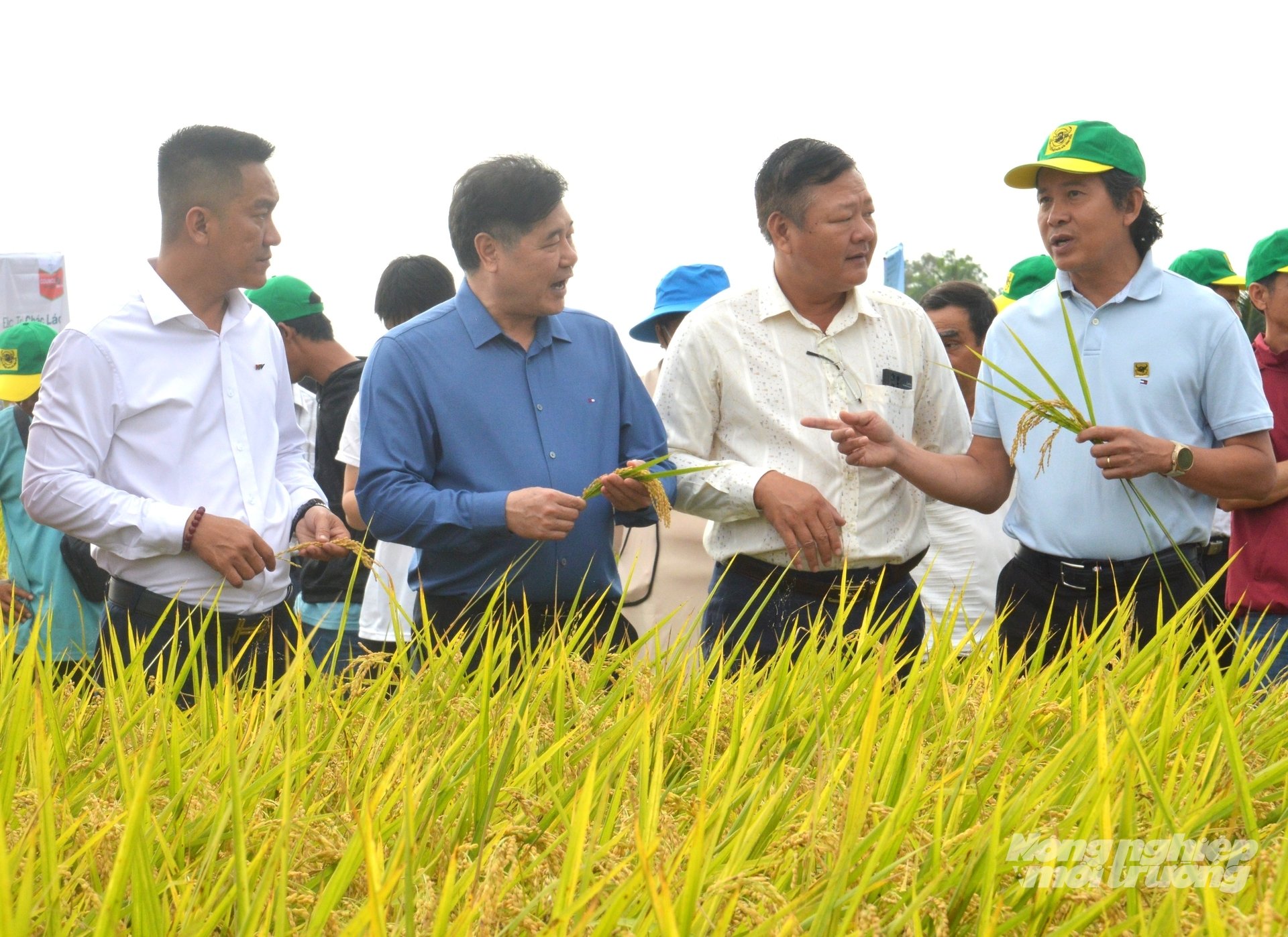 Bí thư Đảng ủy xã Thạnh Hưng Nguyễn Văn Nghĩa (thứ 2 bên phải) và các đại biểu tham quan cánh đồng lúa chất lượng cao, phát thải thấp theo Đề án 1 triệu ha lúa chất lượng cao ĐBSCL tại địa phương. Ảnh: Trung Chánh.