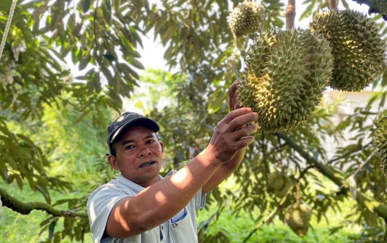 Bà con tham gia mô hình trồng sầu riêng VietGAP đã nâng cao năng suất và thu nhập. Ảnh: Kim Sơ. Bà con tham gia mô hình trồng sầu riêng VietGAP đã nâng cao năng suất và thu nhập. Ảnh: Kim Sơ.