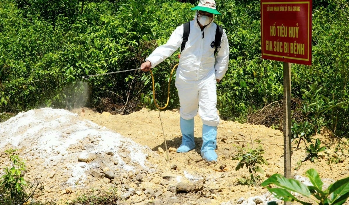 Các địa phương tổ chức vệ sinh, phun thuốc sát trùng tại khu vực chăn nuôi để ngăn dịch bệnh lây lan. Ảnh: Võ Hà. Các địa phương tổ chức vệ sinh, phun thuốc sát trùng tại khu vực chăn nuôi để ngăn dịch bệnh lây lan. Ảnh: Võ Hà.