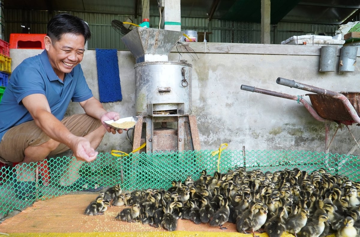 Qua hơn 10 năm phát triển, anh Lê Vũ Phương đã phát triển được chuỗi liên kết từ cung ứng con giống đến tạo đầu ra cho vịt trời thương phẩm. Ảnh: Kim Anh. Qua hơn 10 năm phát triển, anh Lê Vũ Phương đã phát triển được chuỗi liên kết từ cung ứng con giống đến tạo đầu ra cho vịt trời thương phẩm. Ảnh: Kim Anh.