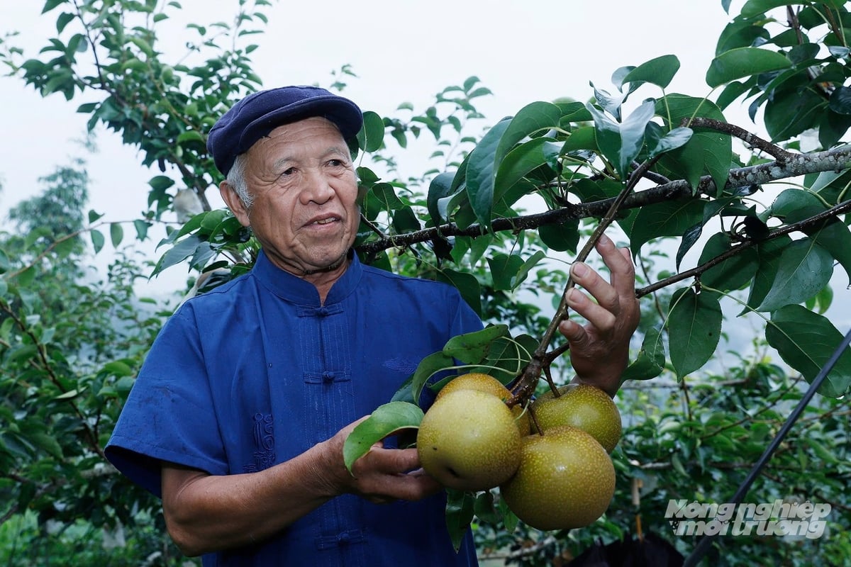 Ông Phượng Quầy Phin, cán bộ lão thành của tỉnh Tuyên Quang (Hà Giang cũ) bên cây lê ngọt được trồng tại xã Hồ Thầu, tỉnh Tuyên Quang. Ảnh: Khương Trung