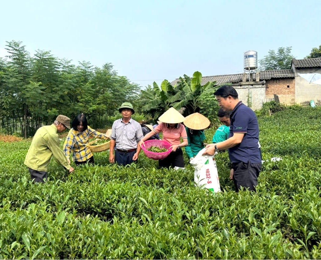 Mô hình phân bón cho chè. Ảnh: Supe Lâm Thao. Mô hình phân bón cho chè. Ảnh: Supe Lâm Thao.