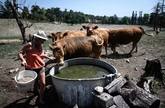 A farmer tends to Limousin cows grazing near a farm in Brignais on August 12, 2025. JEAN-PHILIPPE KSIAZEK / AFP.