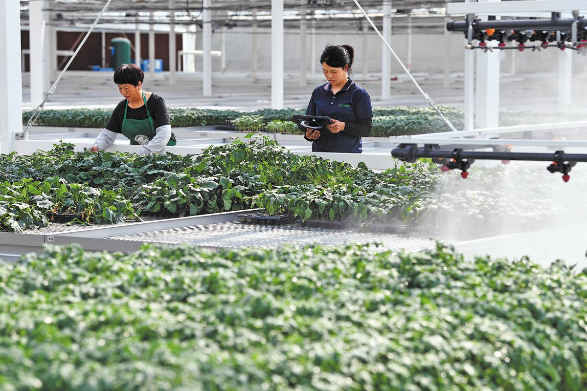 A technician (right) checks the growth of seedlings through a monitor in a greenhouse at the Zhixin Digital Seedling Breeding Industrial Park in Raoyang county, Hebei province. Photo: CUI JIADONG/FOR CHINA DAILY.