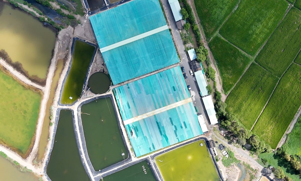 HTX Nông nghiệp Quyết Thắng là trang trại nuôi tôm thẻ chân trắng ứng dụng công nghệ tuần hoàn nước và nuôi trong nhà màng lớn nhất khu vực Bà Rịa - Vũng Tàu. Ảnh: Lê Bình.