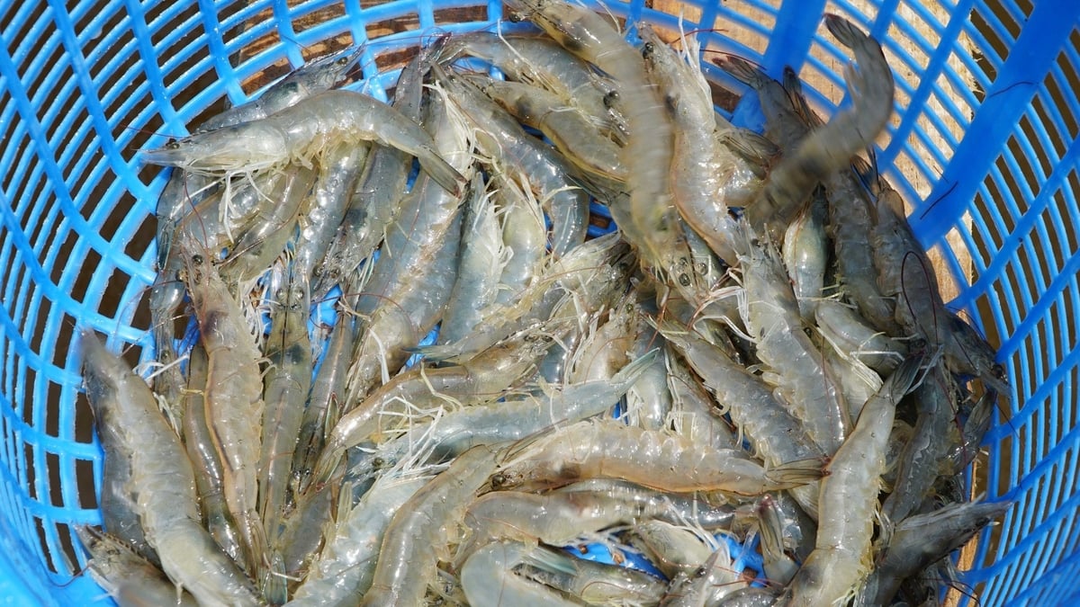 Tôm được nuôi trong mô hình RAS không chỉ hạn chế được dịch bệnh mà cũng có năng suất cao hơn so với những ao nuôi hở. Ảnh: Lê Bình.