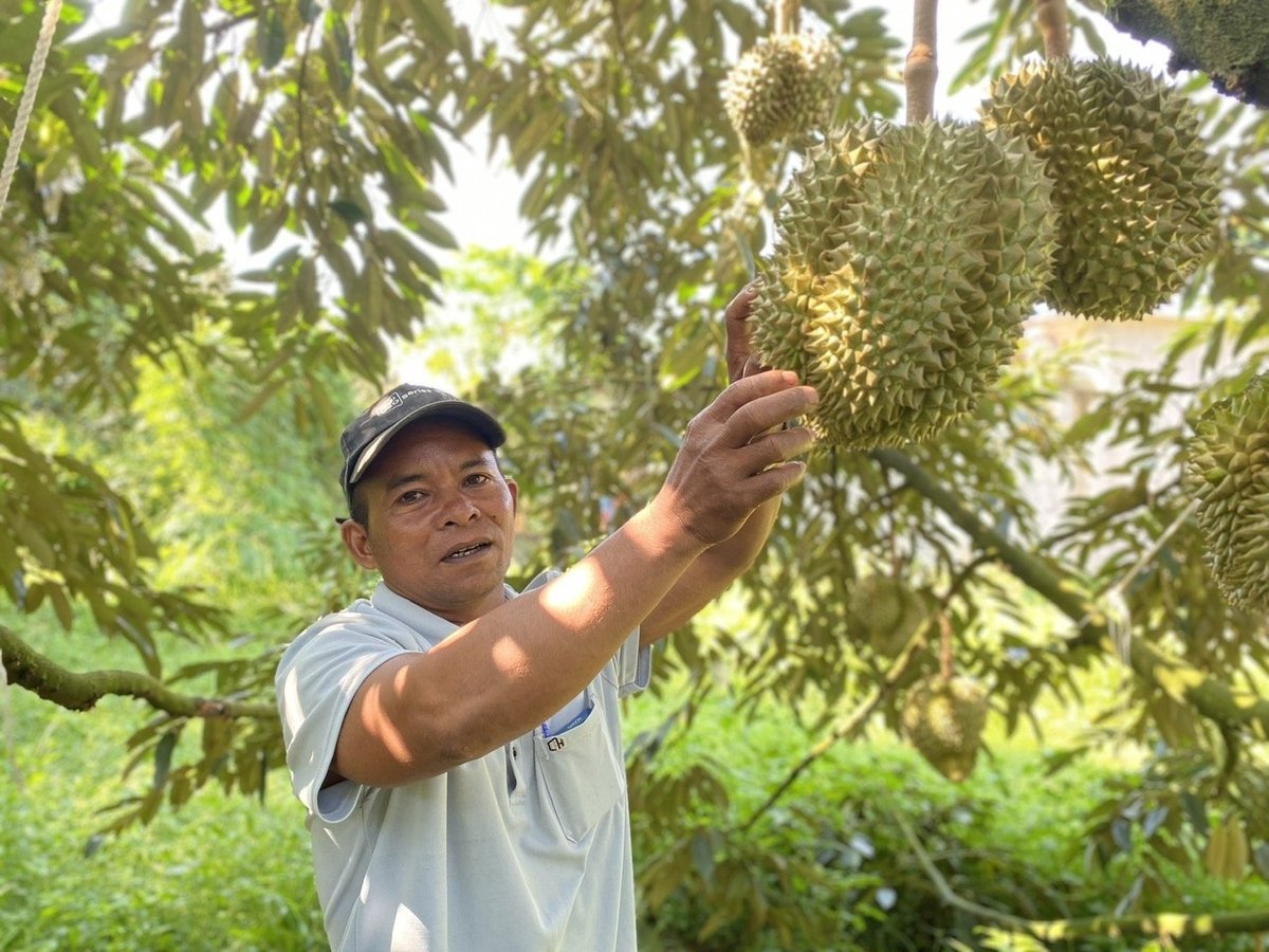 Nông dân trong mô hình đã tuân thủ chặt chẽ quy trình kỹ thuật được hướng dẫn. Ảnh: Nguyễn Cơ.