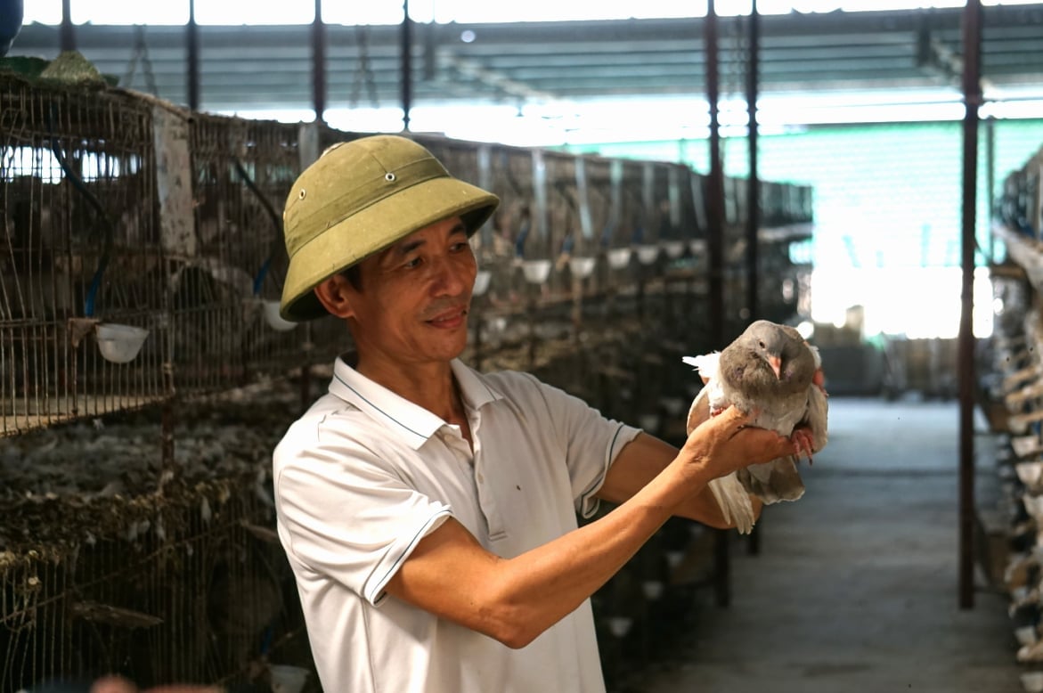 Ông Khương Sỹ Định sở hữu trại chim bồ câu vạn con, thu nhập cả trăm triệu đồng mỗi tháng. Ảnh: Quốc Toản.