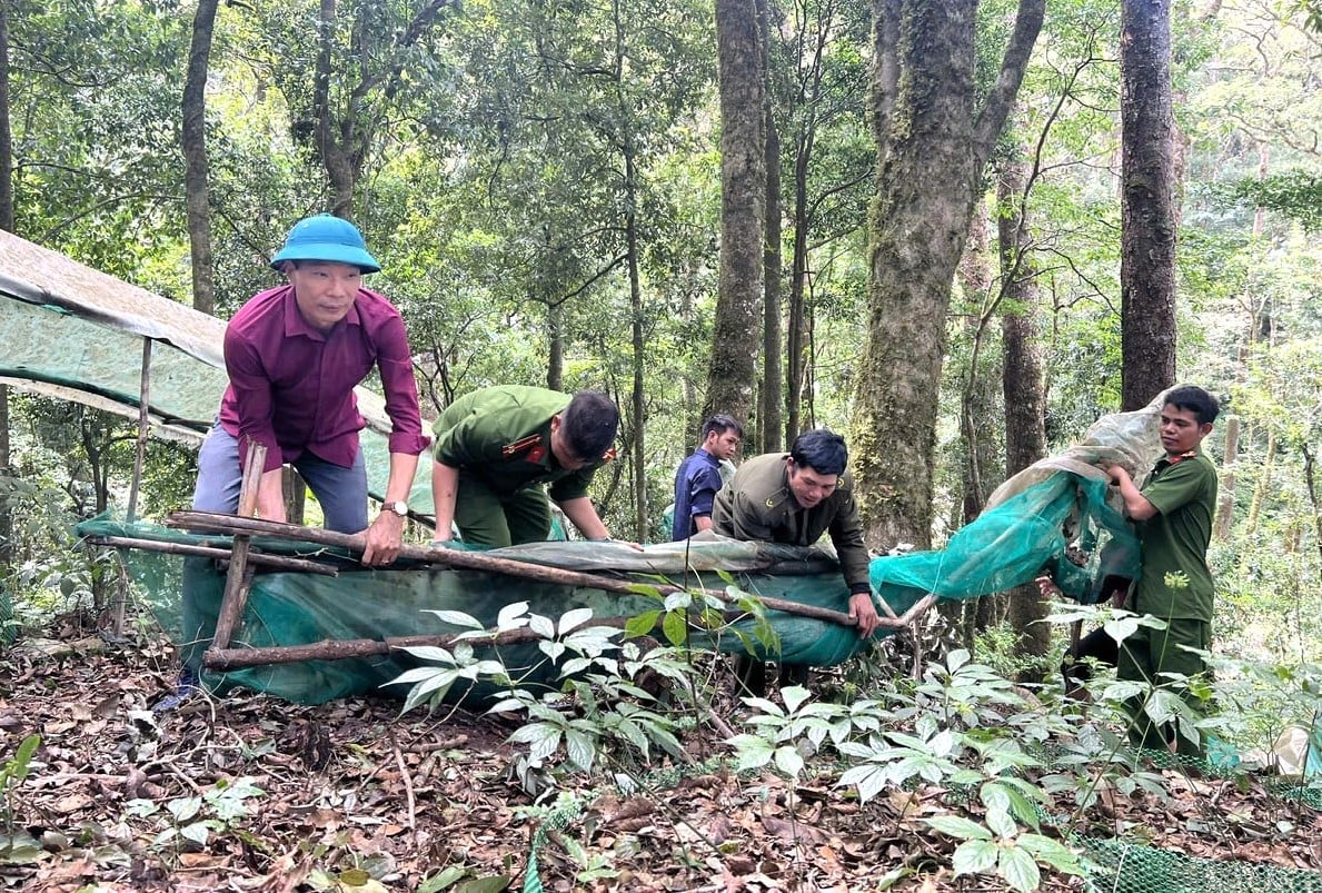 Chủ tịch UBND xã Măng Ri Phạm Xuân Quang cùng cán bộ địa phương hỗ trợ người dân khôi phục lại vườn sâm Ngọc Linh. Ảnh: Tuấn Anh.