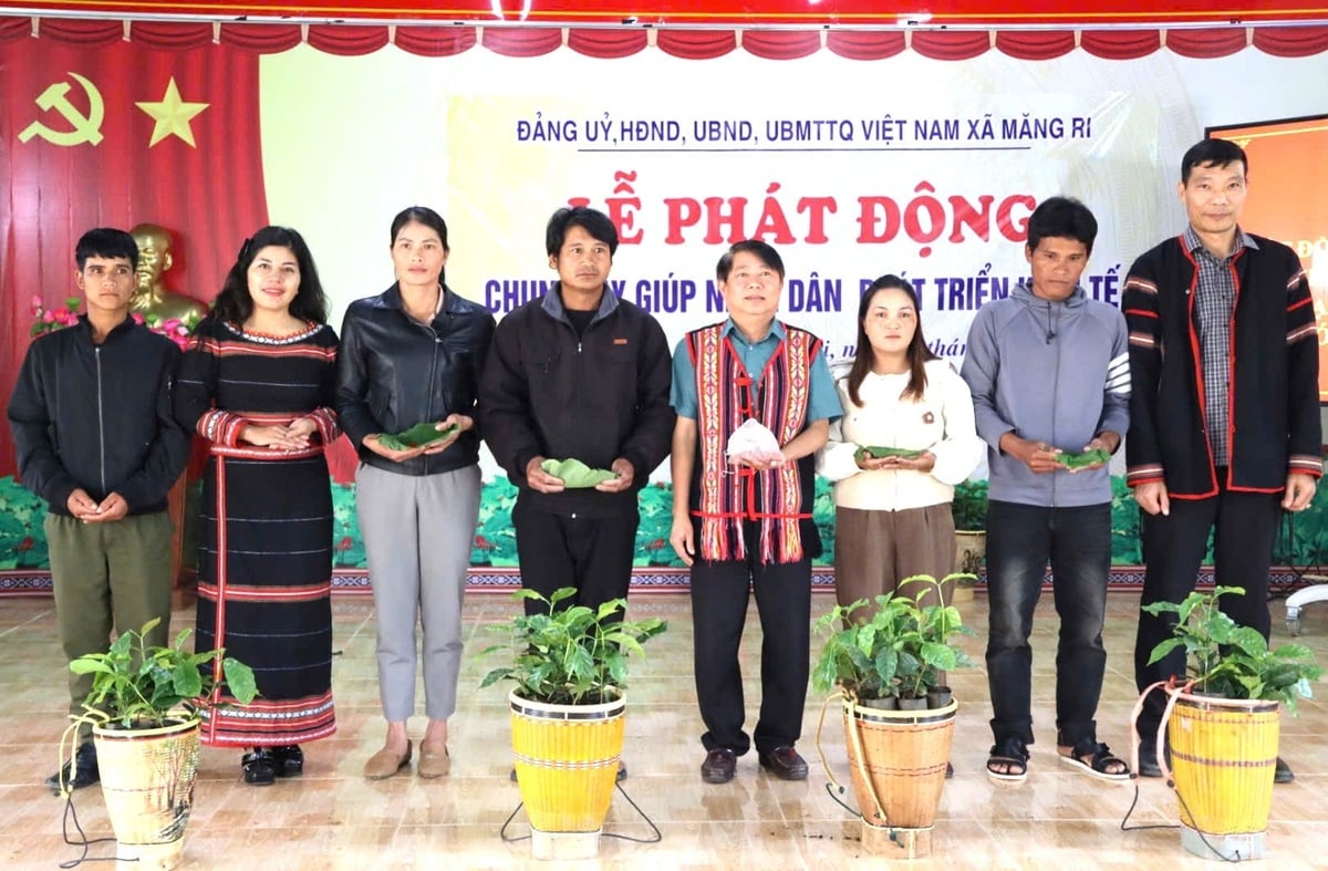 Các tổ chức, doanh nghiệp hỗ trợ cấp hạt giống sâm Ngọc Linh và giống cà phê cho người dân. Ảnh: Tuấn Anh.