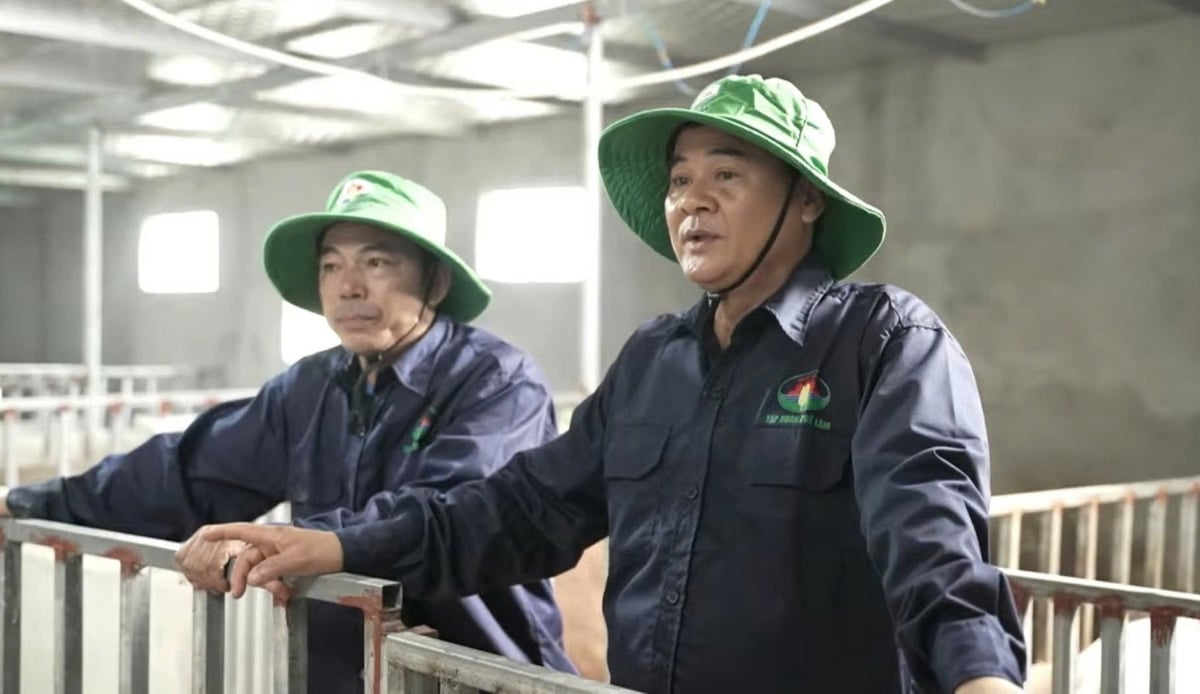 Mô hình liên kết Tập đoàn Quế Lâm chăn nuôi lợn hữu cơ của ông Trần Văn Sơn (bên trái), xã Đan Hải đang an toàn trước dịch tả lợn Châu Phi. Ảnh: Thanh Nga.
