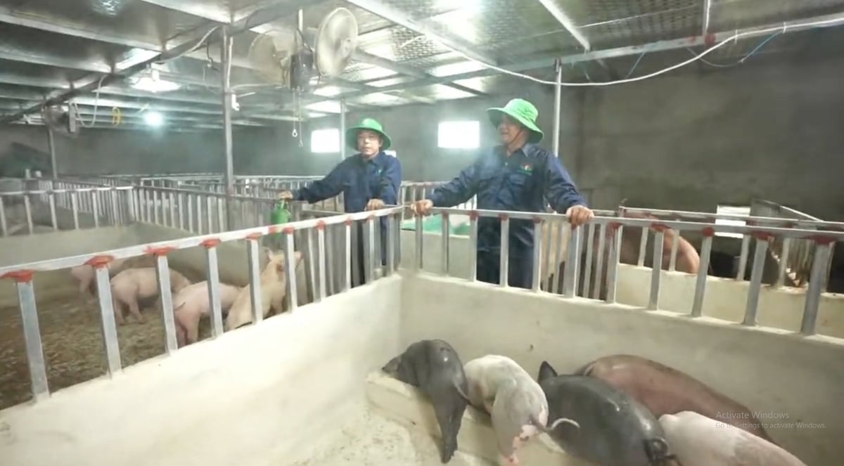 Chăn nuôi lợn hữu cơ đem lại hiệu quả kinh tế cao cho gia đình ông Sơn. Ảnh: Thanh Nga.