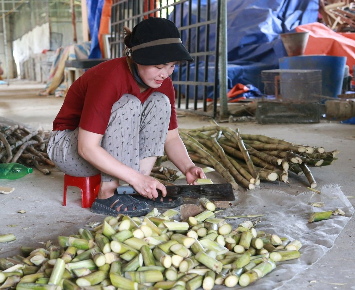Chị Hoàng Thị Thùy Linh chuẩn bị thức ăn cho dúi gồm tre, nứa, ngô hạt, mía... rất sẵn có. Ảnh: Thanh Ngà.