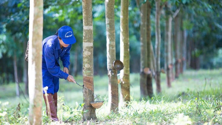 Từ Nông trường Quốc doanh Việt Trung đến Công ty cổ phần Việt Trung Quảng Bình là hành trình gần 65 năm phát triển cây cao su trên vùng miền tây Quảng Trị. Ảnh: V.T. Từ Nông trường Quốc doanh Việt Trung đến Công ty cổ phần Việt Trung Quảng Bình là hành trình gần 65 năm phát triển cây cao su trên vùng miền tây Quảng Trị. Ảnh: V.T.
