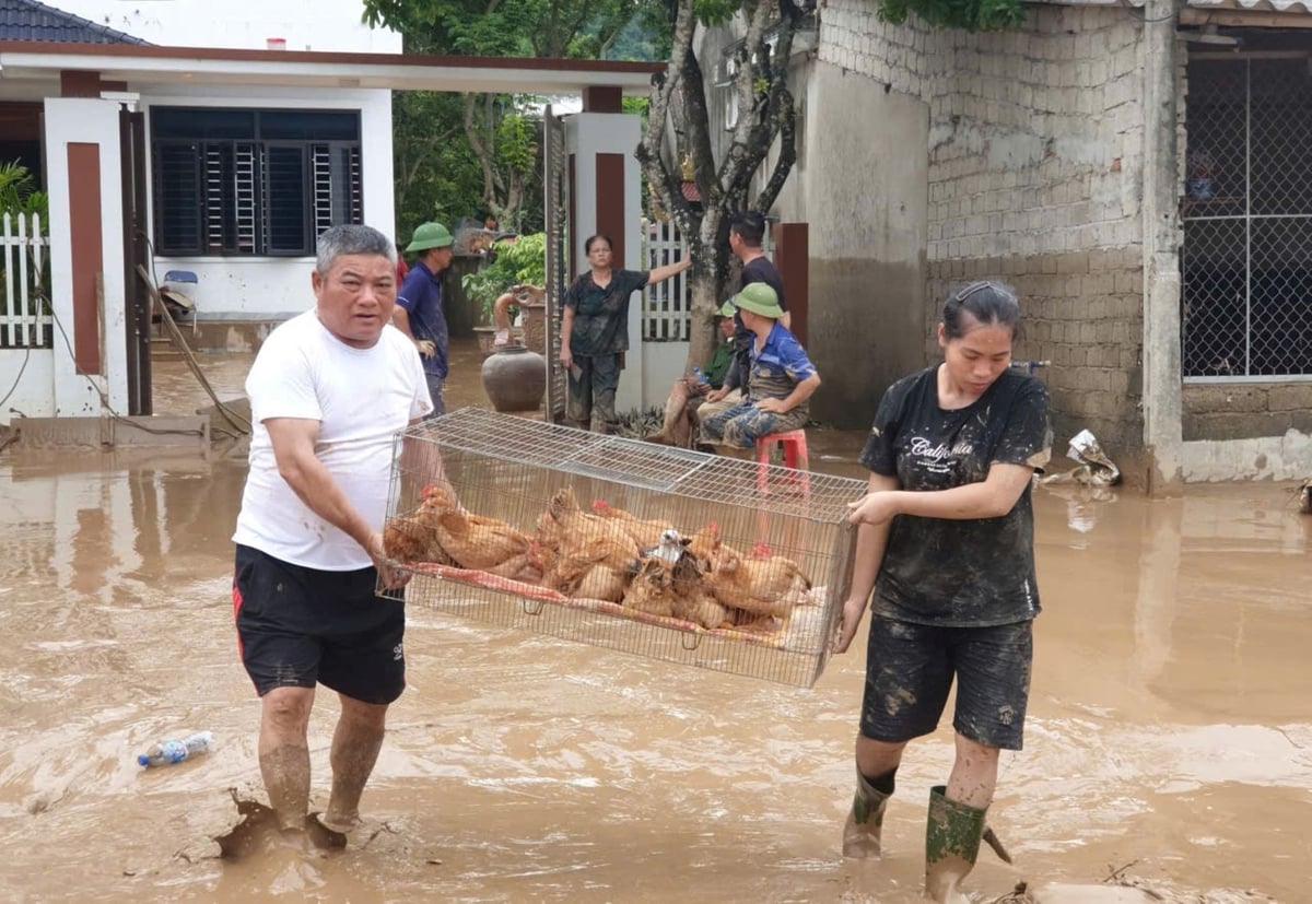 Một đàn gia cầm còn sót lại sau lũ. Ảnh: Đình Tiệp.