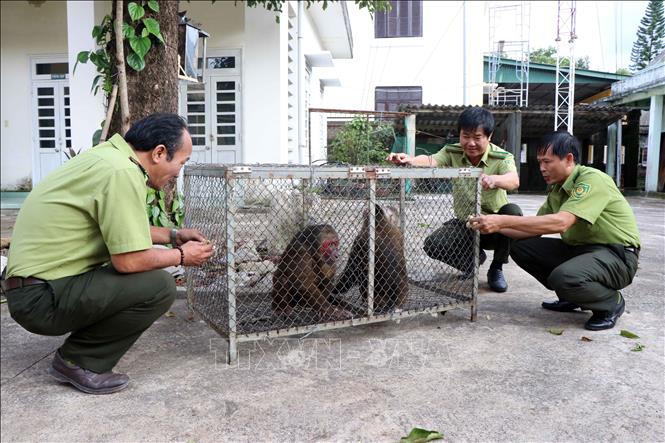 Some localities still witness the illegal hunting, transportation, captivity, consumption, and advertising of wild species. Photo: VNA.