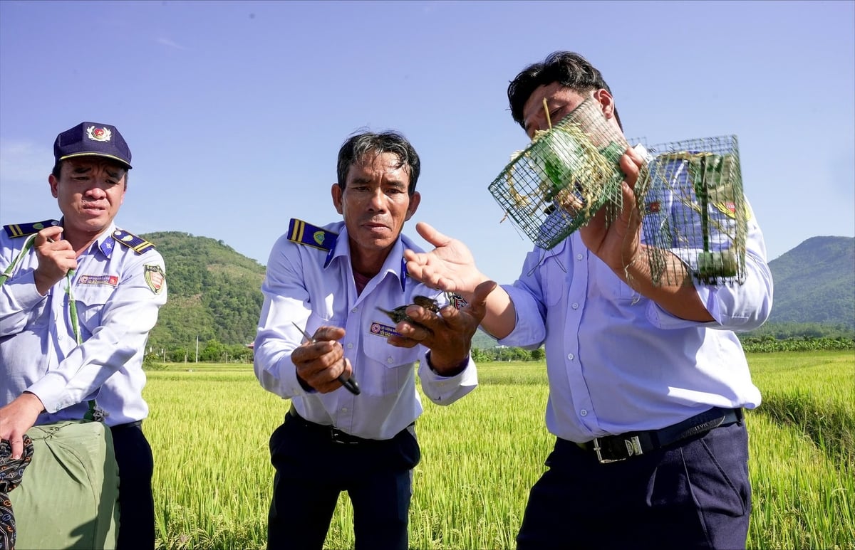 Đội chống săn bắt chim yến giải cứu các con chim yến bị mắc lưới tàng hình và thả bay về tự nhiên. Ảnh: Châu Hảo.