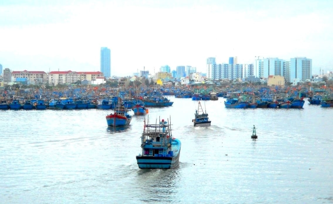 Da Nang takes decisive action to fully address shortcomings in IUU fishing, aiming to build a sustainable fisheries sector. Photo: Lan Anh.